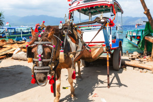 Horse-drawn cart in Gili Trawangan, Indonesia