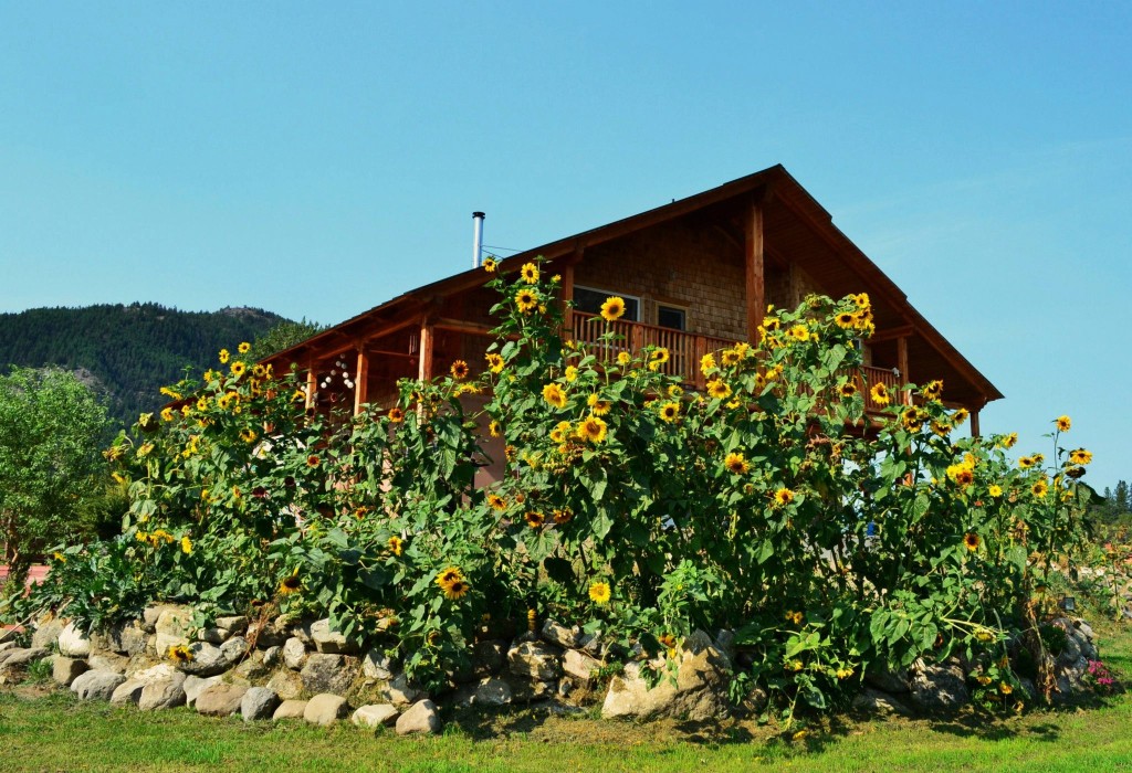 Sunflowers on the garlic farm