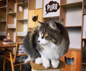 Catfe cat cafe Vancouver best unique